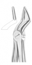  Fig. 51 upper roots 